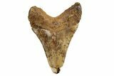 Serrated, Juvenile Fossil Megalodon Tooth From Angola - Unusual Location #258576-1